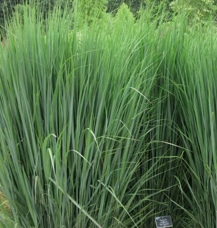 ПРОСО ПРУТЬЕВИДНОЕ НОРСВИНД (Panicum virgatum Northwind) С1,5
