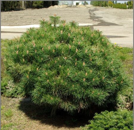 Сосна горная Бенджамин (Pinus mugo Benjamin)