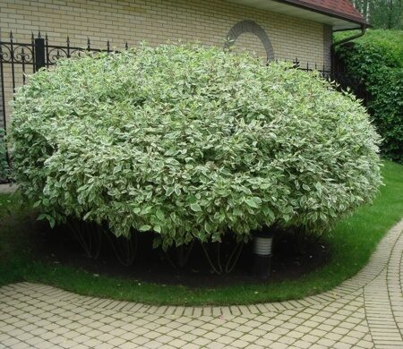 ДЕРЕН БЕЛЫЙ  ЭЛЕГАНТИССИМА (Cornus alba "Elegantissima"),С15