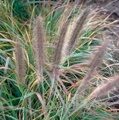 ПЕННИСЕТУМ ЛИСОХВОСТНЫЙ ВИРИДЕСЦЕНС (Pennisetum Viridescens) С1,5