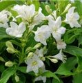 ВЕЙГЕЛА КАНДИДА (Weigela Candida) С2