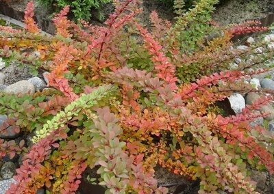 БАРБАРИС ТУНБЕРГА ГРИН КАРПЕТ  (BERBERIS THUNBERGII GREEN CARPET),С2