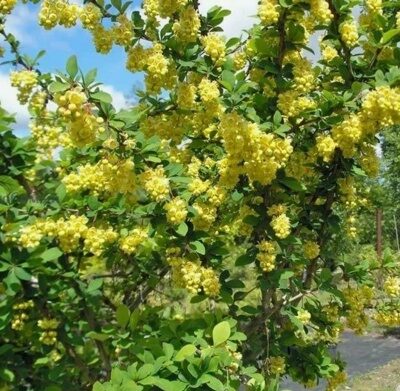 БАРБАРИС ИНДИАН САММЕР (Berberis thunbergii Indian Summer) С2