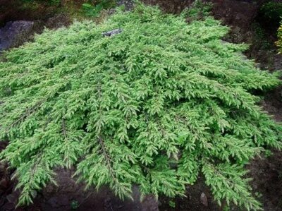 МОЖЖЕВЕЛЬНИК ОБЫКНОВЕННЫЙ ГРИН КАРПЕТ ( Juniperus communis "Green Carpet"),С2