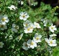 ЛАПЧАТКА КУСТАРНИКОВАЯ АББОТСВУД (Potentilla fruticosa Abbotswood), С5