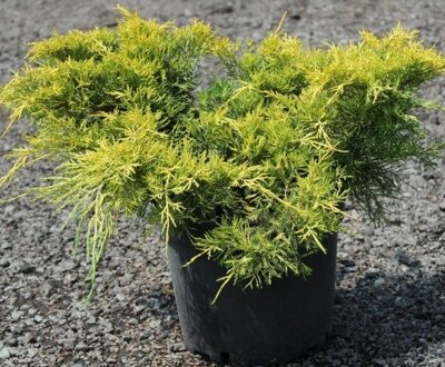 МОЖЖЕВЕЛЬНИК КИНГ ОФ СПРИНГ ((Juniperus x media) King of Spring) С2