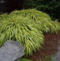 ХАКОНЕХЛОЯ АУРЕОЛА (Hakonechloa macra Aureola) С1,5