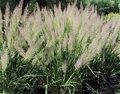 ВЕЙНИК КОРОТКОВОЛОСИСТЫЙ  (Calamagrostis brachytricha),С2