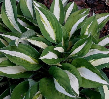 ХОСТА ВАЙТ БИКИНИ (Hosta White Bikini) С2