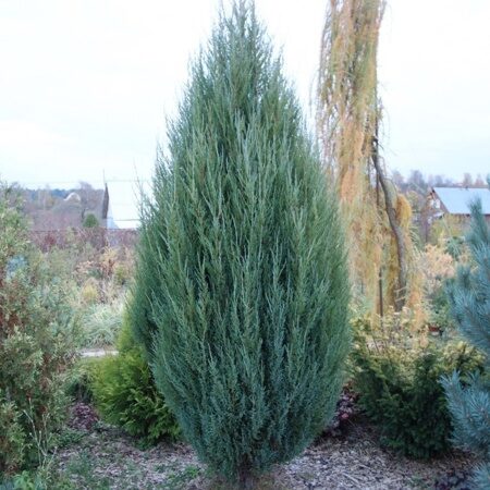 Можжевельник скальный Блю Эрроу (Juniperus scopulorum Blue Arrow)