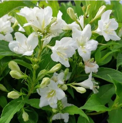 ВЕЙГЕЛА КАНДИДА (Weigela Candida) С2