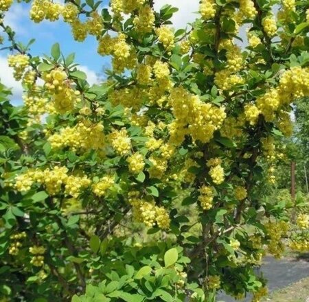 БАРБАРИС ИНДИАН САММЕР (Berberis thunbergii Indian Summer) С2