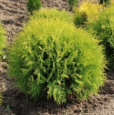 ТУЯ ЗАПАДНАЯ ГОЛДЕН ГЛОБ (Thuja occidentalis 'Golden Globe'), С2, выс. 30-40 см