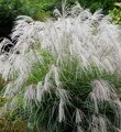 МИСКАНТУС КИТАЙСКИЙ СИЛЬВЕР ЧАРМ (Miscanthus sinensis Silver Charm) С 1,5