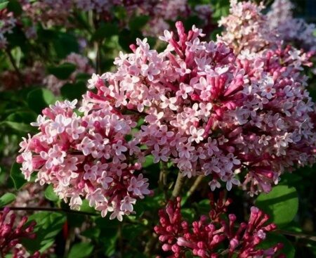 СИРЕНЬ МЕЙЕРА РЕД ПИКСИ (Syringa Red Pixie ) С2