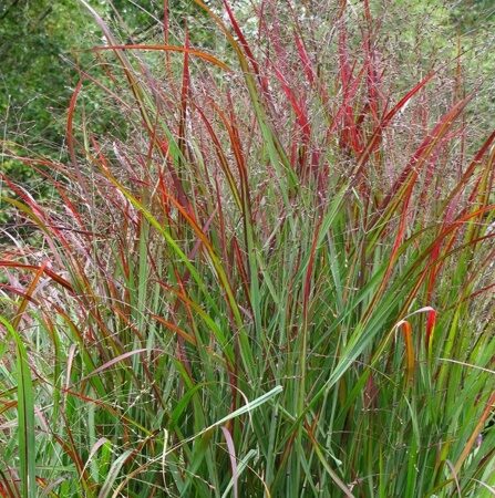 ПРОСО ПРУТЬЕВИДНОЕ СКВО (Panicum virgatum Squaw) С1,5