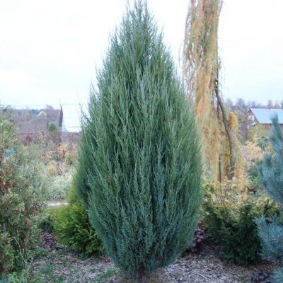 Можжевельник скальный Блю Эрроу (Juniperus scopulorum Blue Arrow)70-80см с5