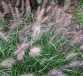 ПЕННИСЕТУМ ЛИСОХВОСТНЫЙ ВИРИДЕСЦЕНС (Pennisetum Viridescens) С1,5