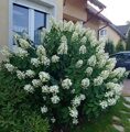 ГОРТЕНЗИЯ МЕТЕЛЬЧАТАЯ ЛЕВАНА (Hydrangea paniculata Levana) С2