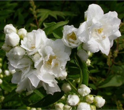 ЧУБУШНИК (ЖАСМИН) БУКЕТ БЛАНК (Philadelphus Bouquet Blanc) С2