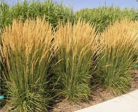 ВЕЙНИК ОСТРОЦВЕТКОВЫЙ КАРЛ ФОРЕСТЕР (Calamagrostis acutiflora Karl Foerster),С3