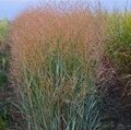 ПРОСО ПРУТЬЕВИДНОЕ ХЭВИ МЕТАЛ (Panicum virgatum Heavy Metal) С1,5