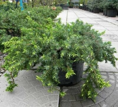 МОЖЖЕВЕЛЬНИК ПРИБРЕЖНЫЙ БЛЮ ПАСИФИК (Juniperus conferta Blue Pacific) С2