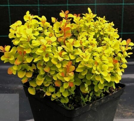 БАРБАРИС ТУНБЕРГА ГОЛДАЛИТА (Berberis thunb. Goldalita) С2
