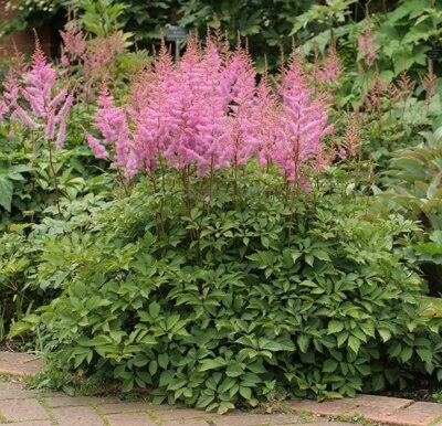 АСТИЛЬБА АМЕТИСТ (Astilbe arendsii "Amethyst"),С2