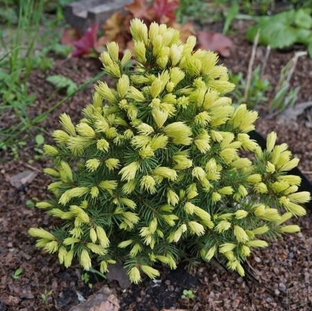 ЕЛЬ КАНАДСКАЯ РЕЙНБОУЗ ЭНД (Picea glauca Rainbows Еnd),С2