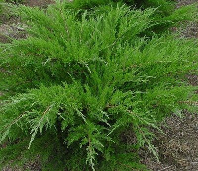 Можжевельник средний Минт Джулеп (Juniperus media Mint Julep)с3