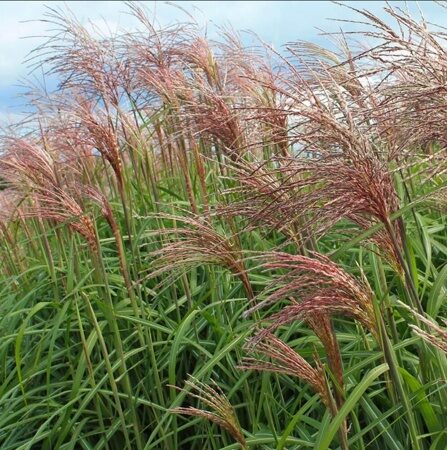 МИСКАНТУС КИТАЙСКИЙ ПОЛОНУС (Miscanthus sinensis Polonus ) С1,5