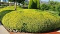 БИРЮЧИНА ОБЫКНОВЕННАЯ АУРЕУМ (Ligustrum vulgare Aureum) С2