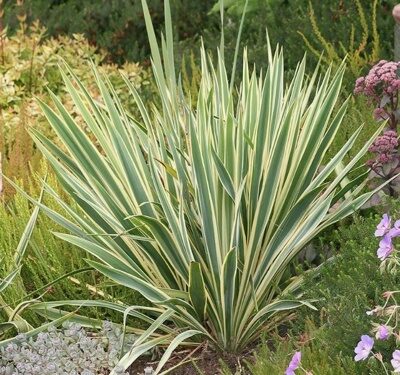 ЮККА НИТЧАТАЯ БРАЙД ЭДЖ (Yucca glauca "Bright Edge") С2