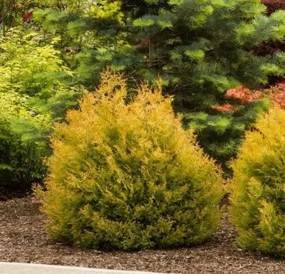 ТУЯ ЗАПАДНАЯ РЕИН ГОЛД (Thuja occidentalis Rheingold) С2