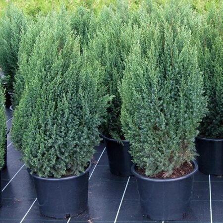 Можжевельник китайский Стрикта (Juniperus chinensis ‘Stricta’)