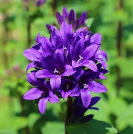 КОЛОКОЛЬЧИК СКРУЧЕННЫЙ СУПЕРБА (Campanula glomerata Superba) С2