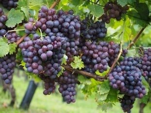 Как выращивать виноград и ухаживать за ним