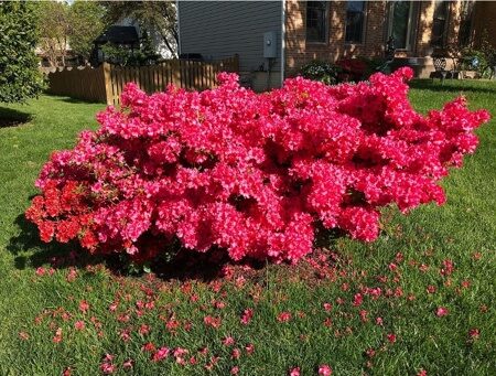 АЗАЛИЯ ЯПОНСКАЯ ТОРЕАДОР (Azalea japonicum Toreador),С2