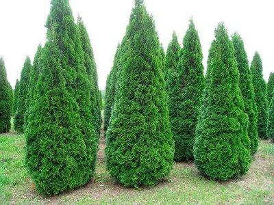 ТУЯ ЗАПАДНАЯ СМАРАГД (Thuja occidentalis Smaragd) 200-210см, С30