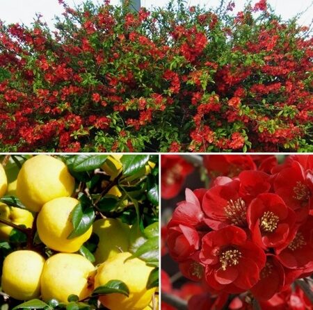 АЙВА КРИМСОН ГОЛД (Chaenomeles superba Crimson and Gold) С2