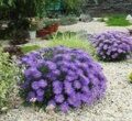 АСТРА АЛЬПИЙСКАЯ ДАНКЕ ШОН (Aster alpinus Dunkle Schone) С 1,5
