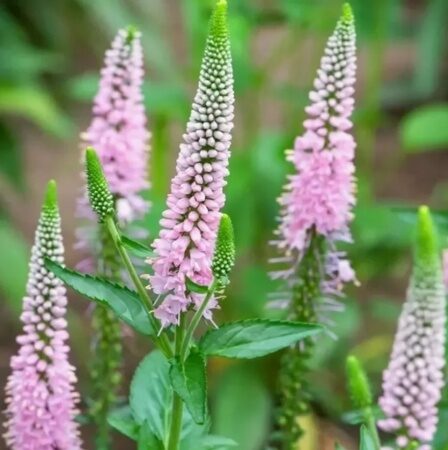 ВЕРОНИКА ДЛИННОЛИСТНАЯ ФЕСТ ЧОЙЗ  (Veronica longifolia First Choice ) С 1,5