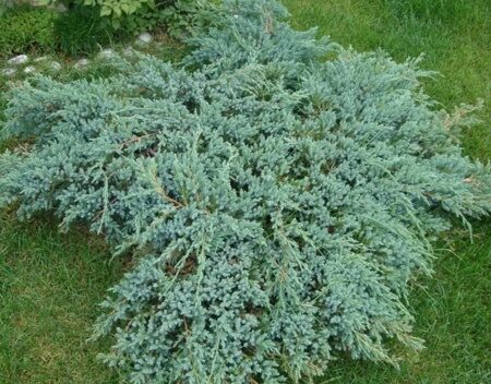 МОЖЖЕВЕЛЬНИК ЧЕШУЙЧАТЫЙ БЛЮ СВИД (Juniperus squamata Blue Swede),С2