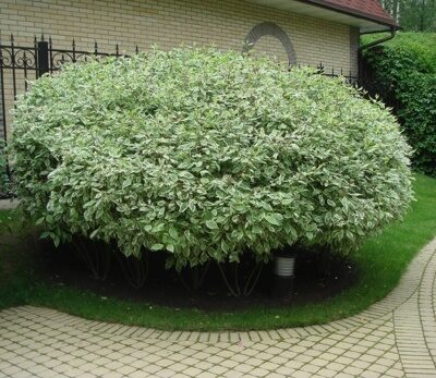 ДЕРЕН БЕЛЫЙ  ЭЛЕГАНТИССИМА (Cornus alba "Elegantissima"),С15