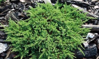 Можжевельник обыкновенный Грин Мантл (Juniperus communis Green mantle)
