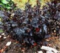 ПУЗЫРЕПЛОДНИК КАЛИНОЛИСТНЫЙ ПАНТЕРА Н5 (Physocarpus opulif. Panther) С2