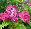 СПИРЕЯ ЯПОНСКАЯ КРИСПА (Spiraea japonica Crispa),С2