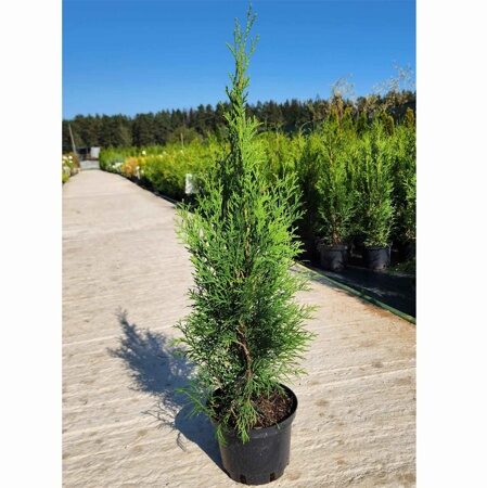 ТУЯ ЗАПАДНАЯ СМАРАГД (Thuja occidentalis Smaragd) С2, 60-70 см