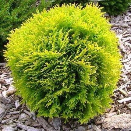 ТУЯ ЗАПАДНАЯ МИРИАМ (Thuja occidentalis Mirjam) С20, выс. 60 см